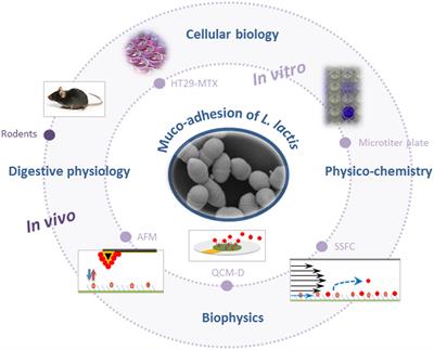 Surface Proteins of Lactococcus lactis: Bacterial Resources for Muco-adhesion in the Gastrointestinal Tract